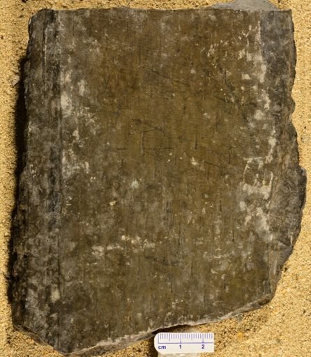 Lepidodendron