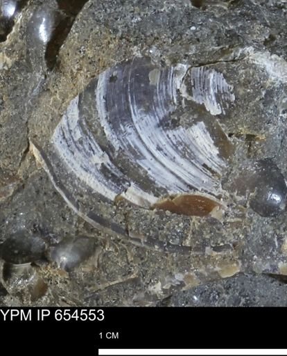 Bivalvia
