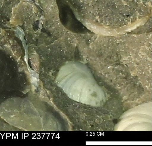 Limopsis striatopunctatus