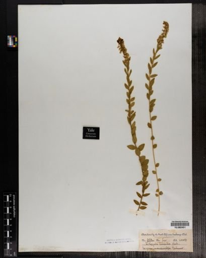 Polygala