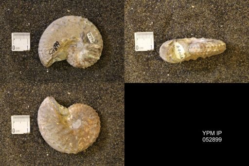 Discoscaphites gulosus