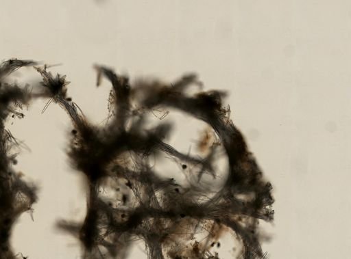 Niphates erecta