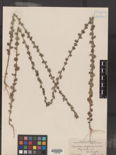 Legousia perfoliata