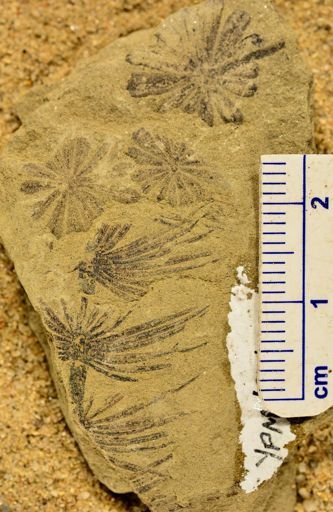 Asterophyllites equisetiformis