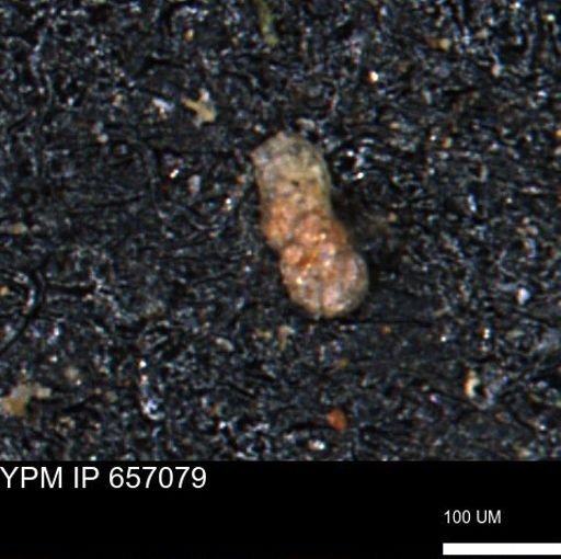 Ammobaculoides phaulus