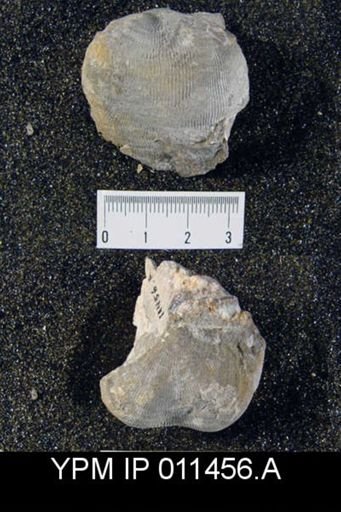 Linoproductus cora