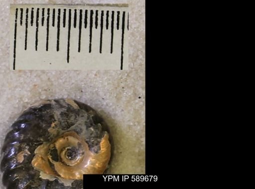Hoploscaphites comprimus