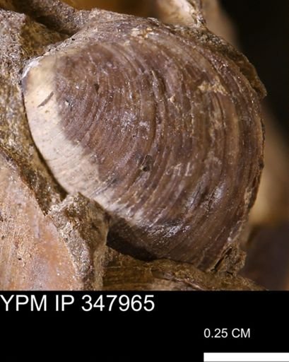 undet. Bivalvia