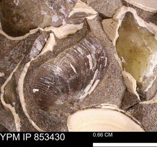Limopsis striatopunctatus