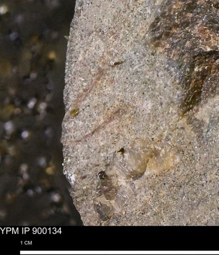undet. Mollusca