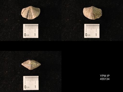 Platystrophia sublaticosta