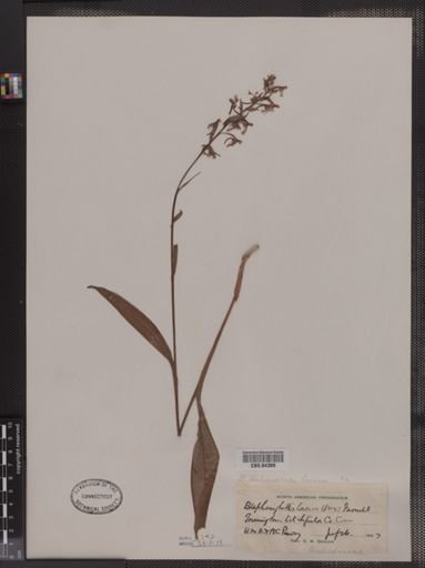 Blephariglottis lacera