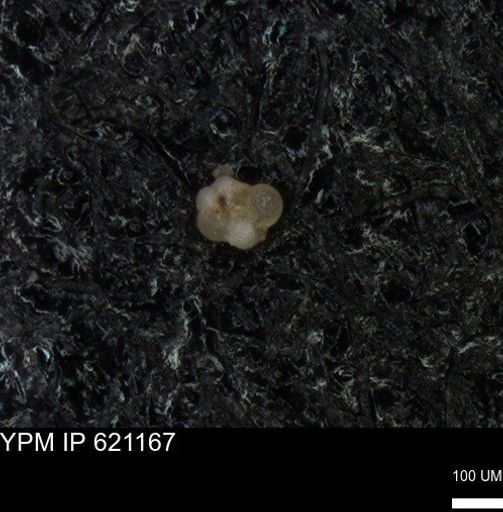 undet. Rugoglobigerinidae