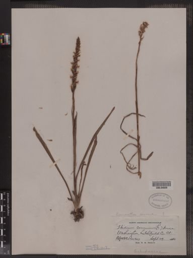 Ibidium cernuum