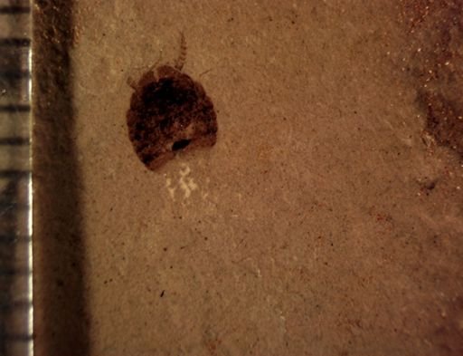 undet. Blattodea