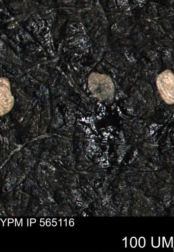 Spirolocammina planula