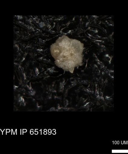 undet. Foraminiferida