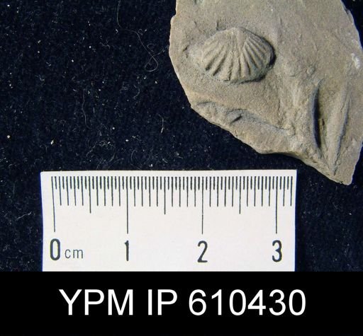 Camarotoechia sp.