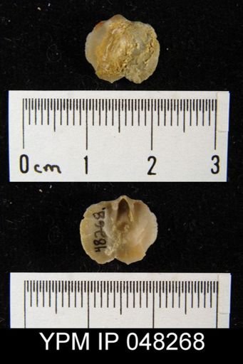 Isorthis arcuaria