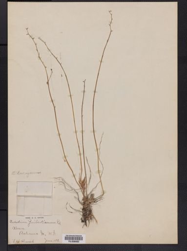 Oncidium
