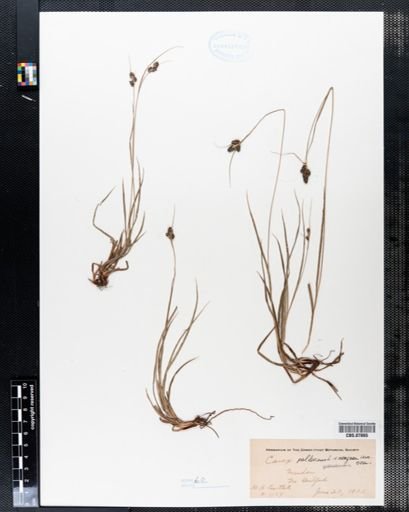 Carex pallescens