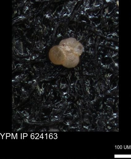 undet. Rugoglobigerinidae