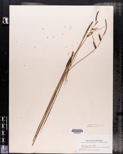 Carex stricta