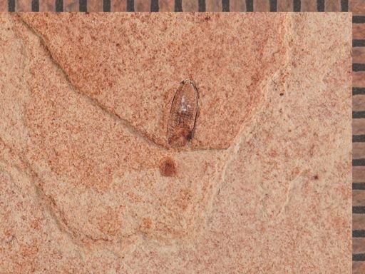 undet. Coleoptera
