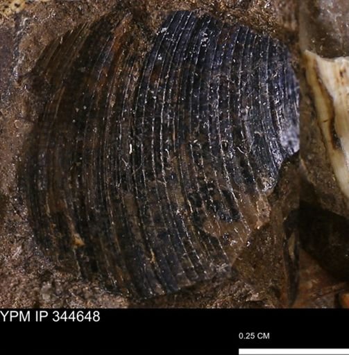 Limopsis striatopunctatus