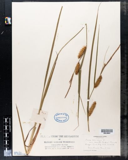 Plantae