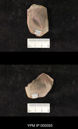 Melinophlebia analis