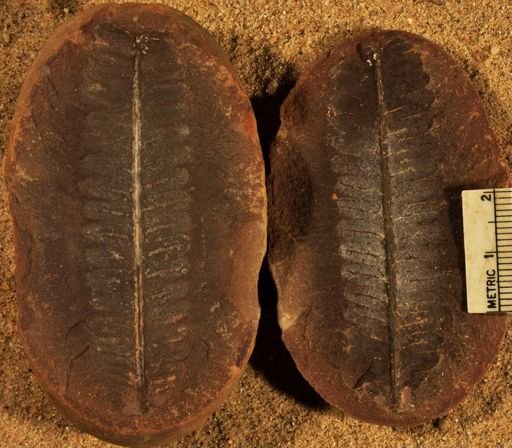 Pecopteris sp.
