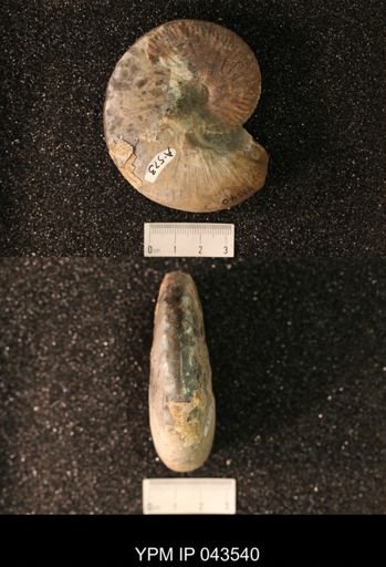 Hoploscaphites nicolletii