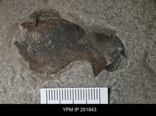 undet. Pterygotidae