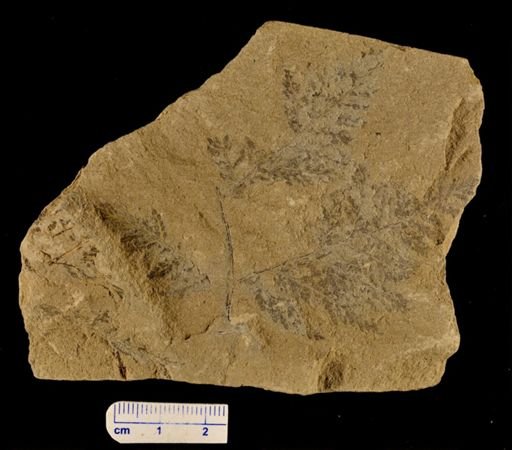 Thyrsopteris meekiana angustiloba