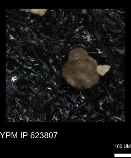undet. Foraminiferida