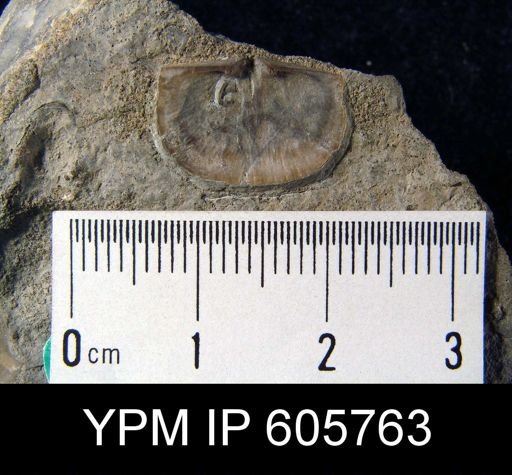 Sowerbyites sp.