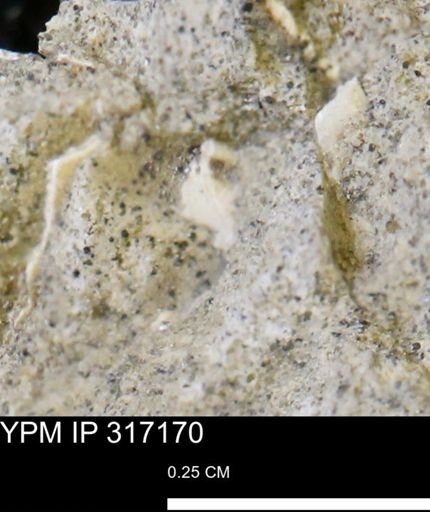undet. Mollusca