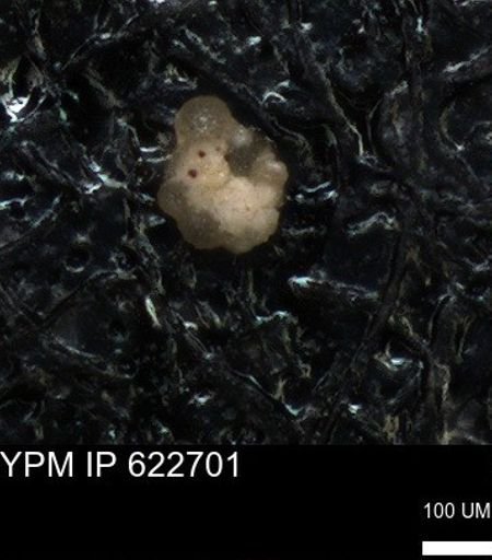 undet. Foraminiferida