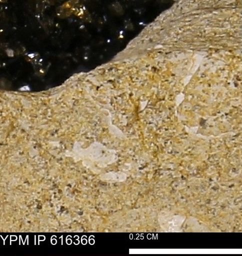 Protocardia subquadrata