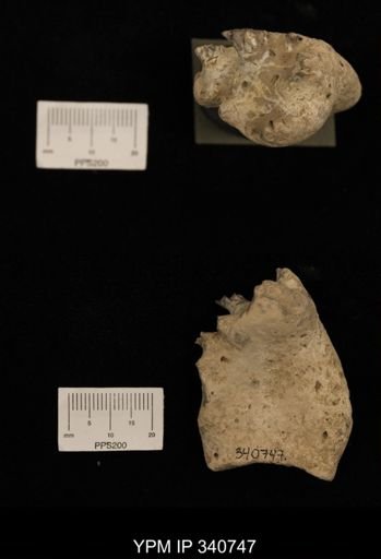 Baculites sp.