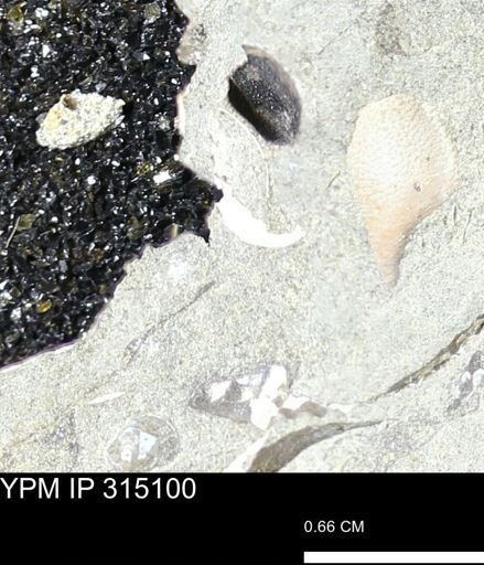undet. Scaphitidae