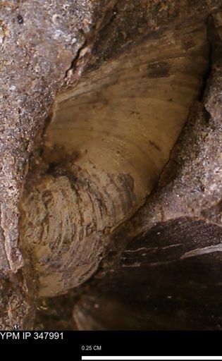 undet. Bivalvia