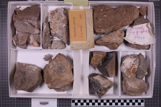 mixed taxa, stratigraphic collection