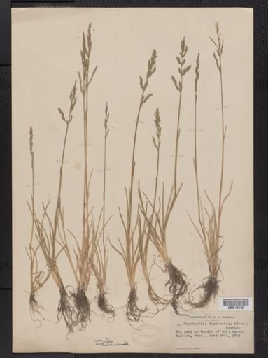 Puccinellia fasciculata