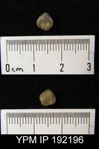 Dictyonella reticulata