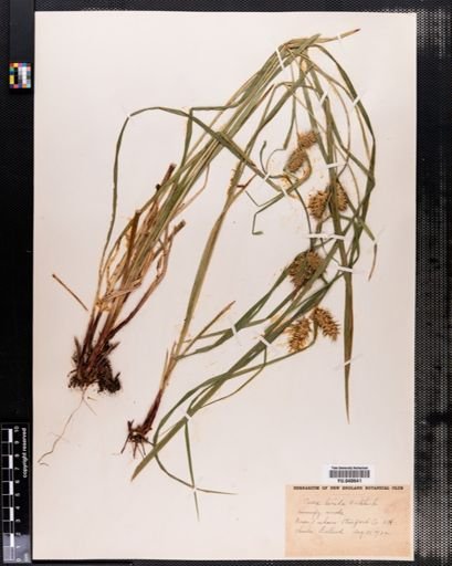 Carex lurida