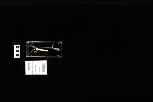 Ambystoma gracile