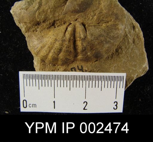 Subcuspidella sp.