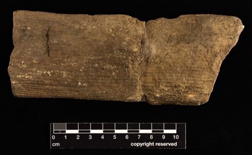 Equisetites arenaceus